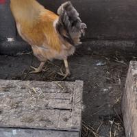 Gallo Biondo coda blu