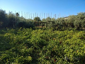 Terreno Agricolo a 400 Metri dal mare