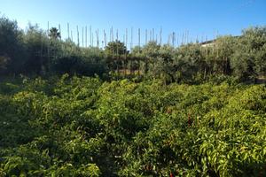 Terreno Agricolo a 400 Metri dal mare