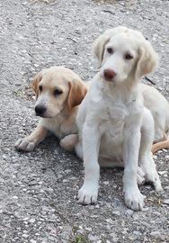 Cuccioli meticci taglia medio/grande