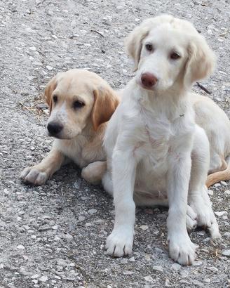 Cuccioli meticci taglia medio/grande