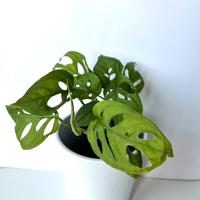 Monstera Acuminata