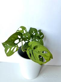 Monstera Acuminata