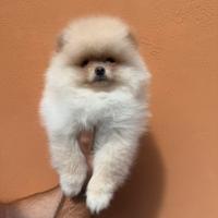 Spitz di pomerania