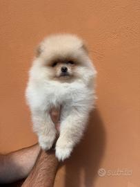 Spitz di pomerania