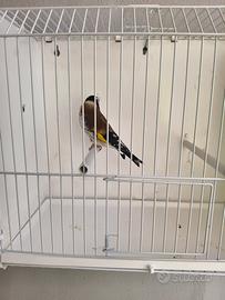 cardellino 