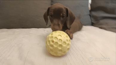 Cucciolo bassotto maschio con Pedigree Enci