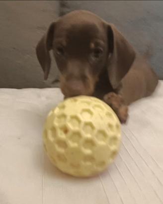 Cucciolo bassotto maschio con Pedigree Enci