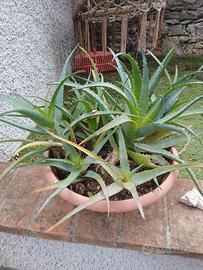 Aloe arborescens
