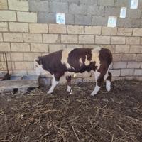 Vitello di 10 mesi pezzato rosso