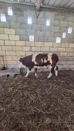 Vitello di 10 mesi pezzato rosso