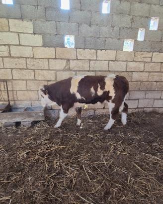 Vitello di 10 mesi pezzato rosso