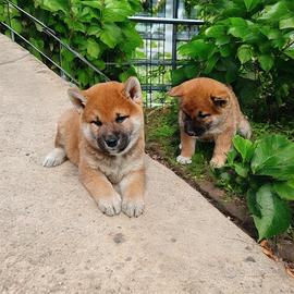 SHIBA INU pedigree enci