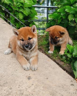 SHIBA INU pedigree enci