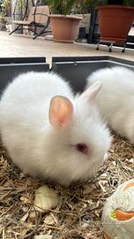 Coniglio nano albino