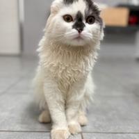 Scottish fold