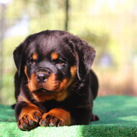 Cuccioli rottweiler altissima genealogia