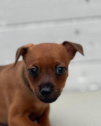 Pinscher