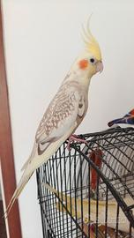 Callopsita allevato amano