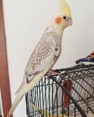 Callopsita allevato amano