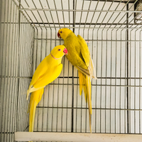 Coppia adulta parrocchetto dal collare