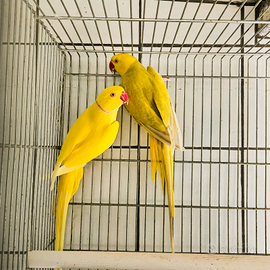 Coppia adulta parrocchetto dal collare