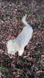 LAGOTTO ROMAGNOLO Femmina