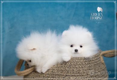 Disponibili cuccioli di Spitz nano tedesco (Pomera