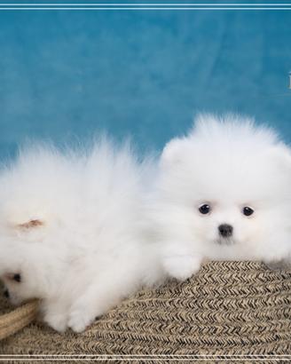 Disponibili cuccioli di Spitz nano tedesco (Pomera