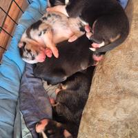 Cuccioli pastore australiano