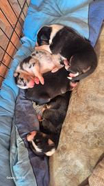 Cuccioli pastore australiano