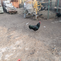 Galli australop