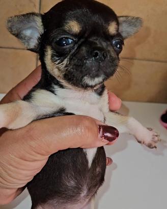 Chihuahua tricolore femmina