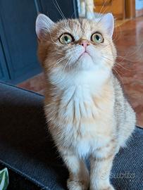 Gatto persiano Golden shell