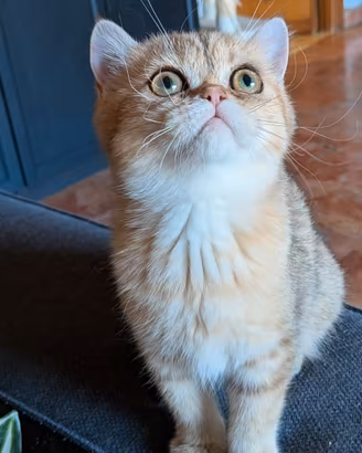 Gatto persiano Golden shell