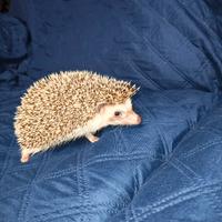 Riccio africano femmina completa di tutto