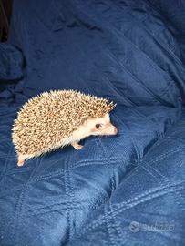 Riccio africano femmina completa di tutto