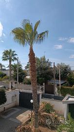 PALMA WASHINTONIA