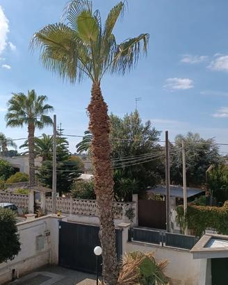 PALMA WASHINTONIA