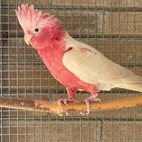 Cacatua rosa