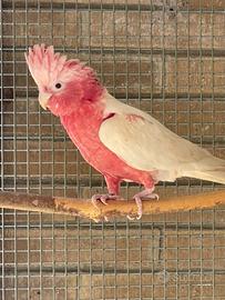 Cacatua rosa