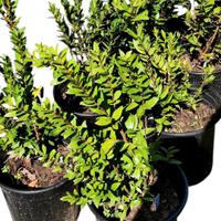 Mirto Bianco a Bacche Bianche in vaso o fitocella