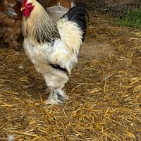 Galli Brahma, Marans e Amrock