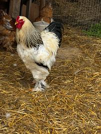 Galli Brahma, Marans e Amrock