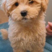 Cuccciolo barboncino toy