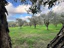 terreno-agricolo-alghero