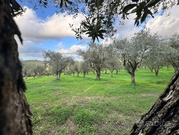 Terreno Agricolo - Alghero