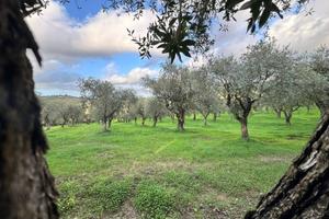 Terreno Agricolo - Alghero