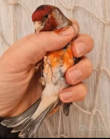 Canarino