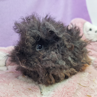 Cavia di razza Lunkarya